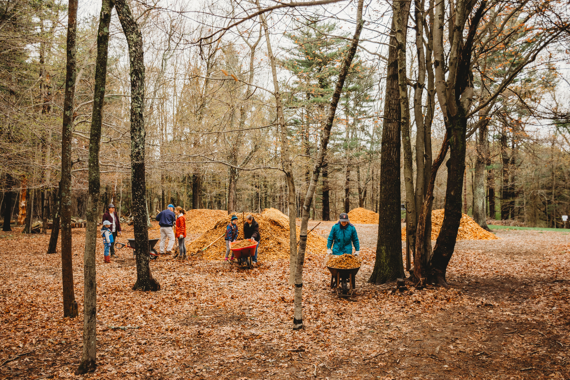 volunteers raking and pushing leaves in a wheel barrel in fall